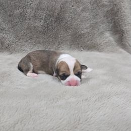 Red female - Red female Pembroke Welsh Corgi puppy in Tenino, Washington from LoneStar Corgis NW