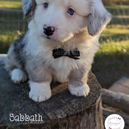 American Corgi, Cardigan Welsh Corgi, and Pembroke Welsh Corgi Puppies from Chloe's Colorful Corgis