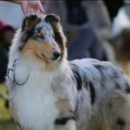 Sam - Collie