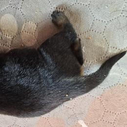 Miss White Collar - Black and mahogany female Rottweiler puppy in Clarksburg, West Virginia from Vom Peiffley Rottweilers, LLC