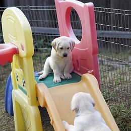 Labrador Retriever Puppies from B.E.S.T. Service Dogs