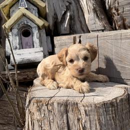 Bayou - Wheaten female Miniature Schnauzer puppy in Silver Creek, Mississippi from Mamie’s Minis, LLC