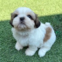 AKC NOVA - Gold and white female Shih Tzu puppy in Henderson, Nevada from SHIH TZU HOUSE