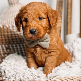 CHARLIE - Red  male Goldendoodle puppy in Iola, Texas from Supreme Doodles of Texas