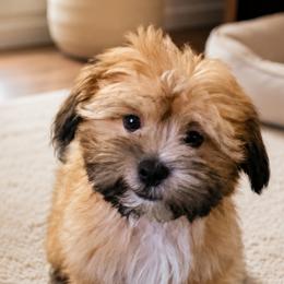 Boy 1 - Gold male Shorkie puppy in Casselberry, Florida from Stephen DosReis
