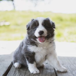 Lilo - White and blue Border Collie puppy in Fresno, California from Alpine Tails
