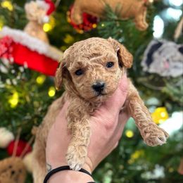 Phoenix - Apricot female Poodle puppy in Wharton, Texas from In the Red Poodles