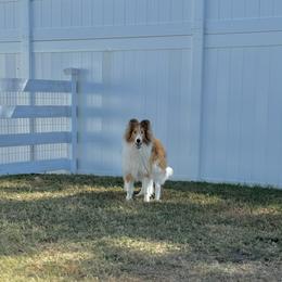 Maggie - Sable and white female Collie puppy in Venice, Florida from SUNCREST COLLIES