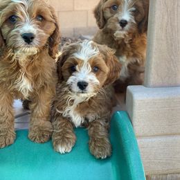 Cavapoo Puppies from Perfect Puppy Paws
