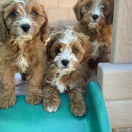 Cavapoo Puppies from Perfect Puppy Paws