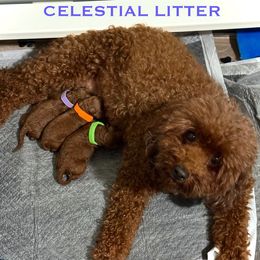 Poodle puppies from Premier Poodle