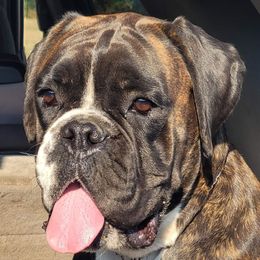 Serenity's Stella Rose - Boxer