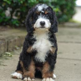 Reno (socialization program grad) - Tri-color male Bernedoodle puppy in Dundee, Ohio from Down Home Doodle