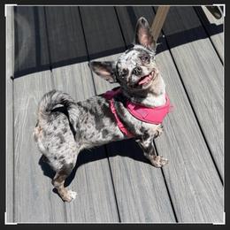 Missy - Merle female Chihuahua puppy in Harrison, Michigan from Cloud9 Chihuahuas