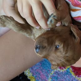 Blue Puppy - Goldendoodle puppy from Oak Park Goldendoodles