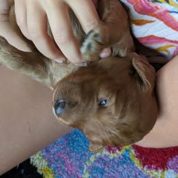 Blue Puppy - Goldendoodle puppy from Oak Park Goldendoodles