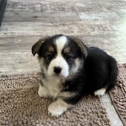 U-5. Hunk - Black and tan male Pembroke Welsh Corgi puppy in Sanford, Michigan from Tambali Pembroke Welsh Corgis