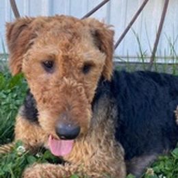Airedale Terriers and Shiba Inu from Yoder’s Airedale Terriers