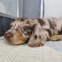 Dachshund Puppies from Dachshundly Perfect