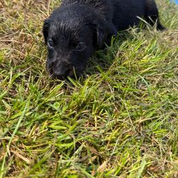 Liko - Black female Labrador Retriever puppy in Carriere, Mississippi from Cajun Water Retrievers