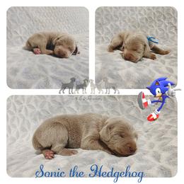 SONIC THE HEDGEHOG - Silver gray male Weimaraner puppy in Ferrum, Virginia from LAAT Weims