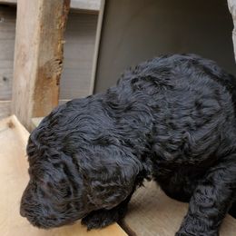 Poodle Puppies from Polly Wally Doodles and Poodles