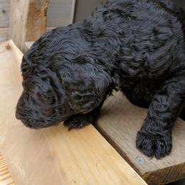 Poodle Puppies from Polly Wally Doodles and Poodles