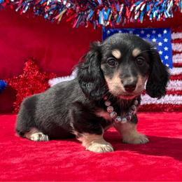 Bree - Black and cream female Dachshund puppy in Lincoln, Arkansas from Red Dirt Dachshunds