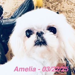 AMELIA - Maltese