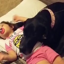 Great Danes from Caddylicious Great Danes