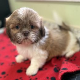 Cowboy - Lilac male Shih Tzu puppy in Stafford, Virginia from Bayview Pups