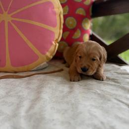 Brown Collar - Golden female Golden Retriever puppy in Monroe, Tennessee from Golden Girls Furever Friends