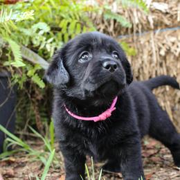 Pink girl - Black female Labrador Retriever puppy in Seymour, Tennessee from Pride of the Southland Labs