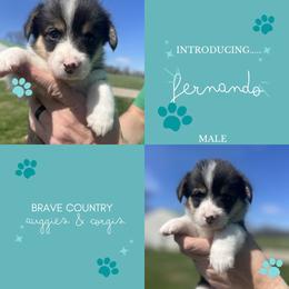 Fernando - Black and tan male American Corgi puppy in Brownstown, Indiana from Brave Country Kennels