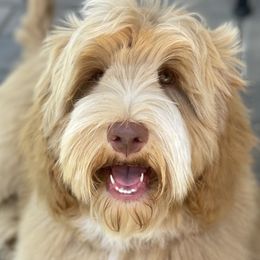 Max - Australian Labradoodle