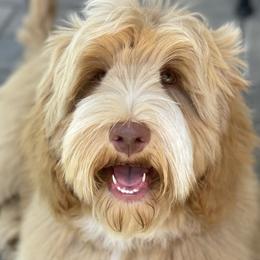 Max - Australian Labradoodle