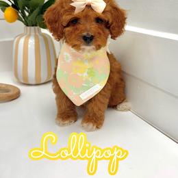 Lollipop - Red female Cavapoo puppy in Buford, Georgia from Petite Posh Puppies