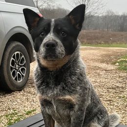 Rose - Australian Cattle Dog