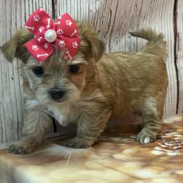 Goldie - Gold female Morkie puppy in Monticello, Iowa from Ashley’s Puppies