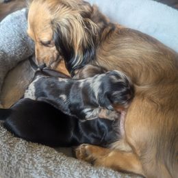 Dachshund Puppies from Sesame Doxies