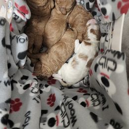 Goldendoodle Puppies from Royale's Goldendoodles