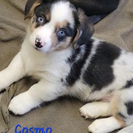 Cardigan Welsh Corgi and Dachshund Puppies from The Corgdachsunds