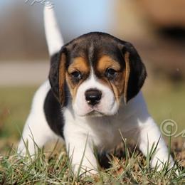 AKC 'Frankie' - Black tan and white male Beagle puppy in Lamar, Missouri from Marti Acres ~ Boston Terrier & Beagles