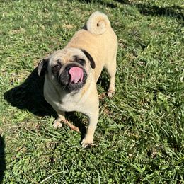 Maui - Pug