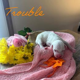 Trouble - White and black female Dalmatian puppy in Mount Vernon, Missouri from Spots & Spirals