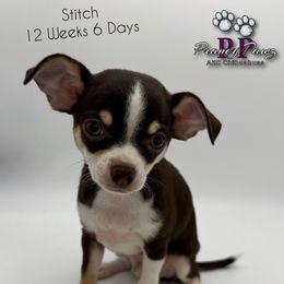 AKC Stitch - Chocolate and tan male Chihuahua puppy in Columbus, Nebraska from Prancy Pawz