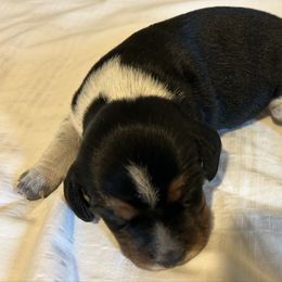 Boy 2 - Black tan and bluetick male Beagle puppy in Peyton, Colorado from Bluebonnet Kennels