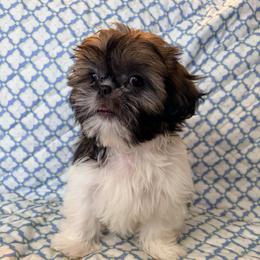 Ryan - Black gold and white male Shih Tzu puppy in Hemet, California from Aloha Shih Tzu