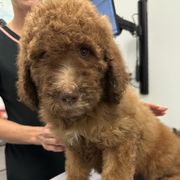 Coco - female Newfypoo puppy in Jamul, California from Socal Puppy
