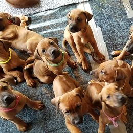 Rhodesian Ridgeback Puppies from Zenkosi Ridgebacks